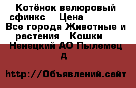 Котёнок велюровый сфинкс. › Цена ­ 15 000 - Все города Животные и растения » Кошки   . Ненецкий АО,Пылемец д.